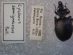 Cychrus semigranosus