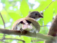 Indicator variegatus