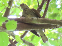 Indicator variegatus