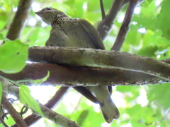 Indicator variegatus