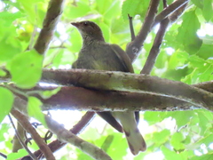 Indicator variegatus