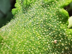 Dorstenia contrajerva