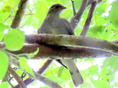 Indicator variegatus