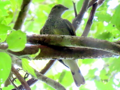 Indicator variegatus