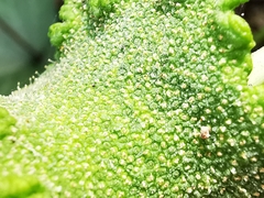 Dorstenia contrajerva