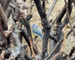 Cyanistes caeruleus caeruleus