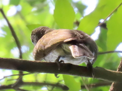 Indicator variegatus