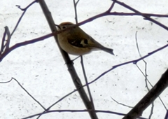 Regulus regulus regulus