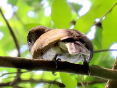 Indicator variegatus