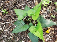 Dorstenia contrajerva