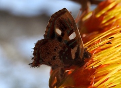 Anteros carausius carausius