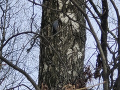 Sitta europaea europaea