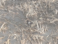 Corvus cornix cornix