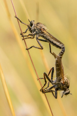 Machimus arthriticus