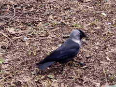 Corvus monedula soemmerringii