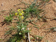 Lyperia tristis