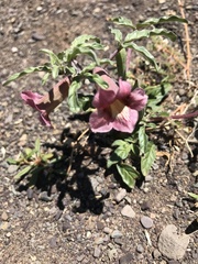 Pedaliaceae
