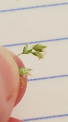 Poa pratensis pratensis