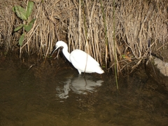Egretta garzetta