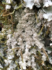 Punctelia appalachensis