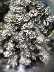 Punctelia appalachensis