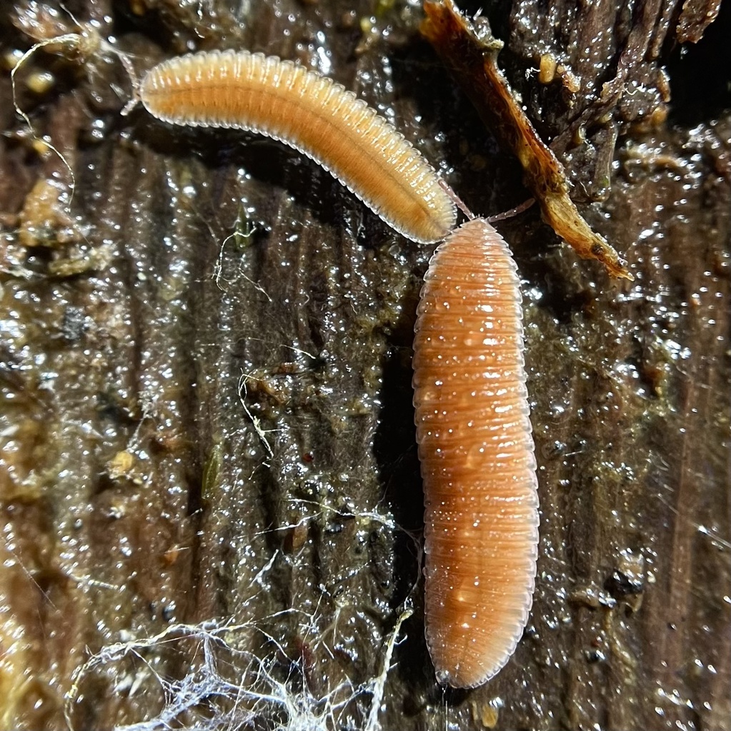 Octoglena sierra