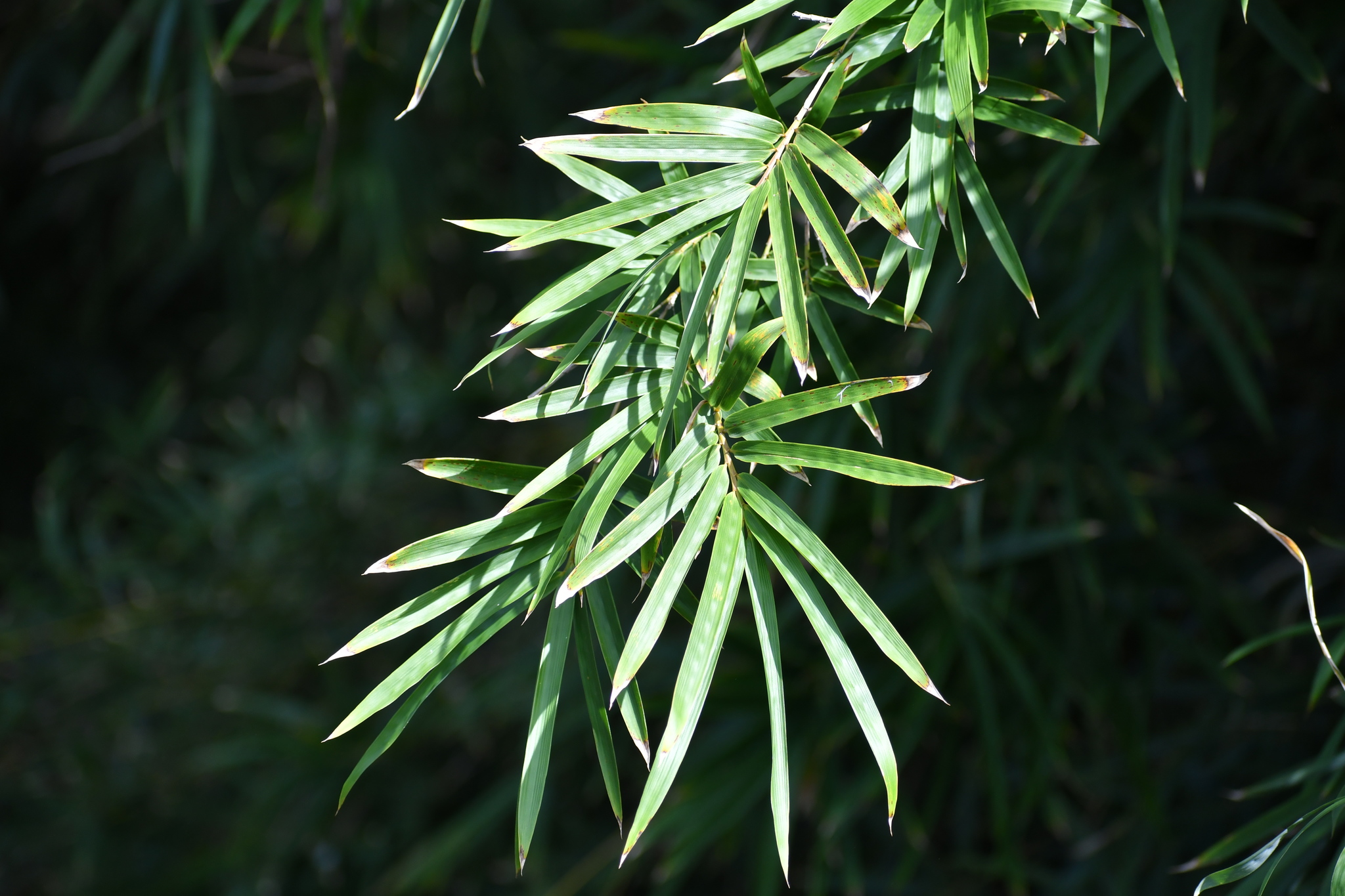 Phyllostachys
