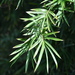 Phyllostachys - Photo (c) Jon McIntyre, some rights reserved (CC BY-NC), uploaded by Jon McIntyre