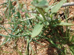 Lyperia tristis