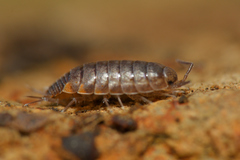 Chaetophiloscia cellaria
