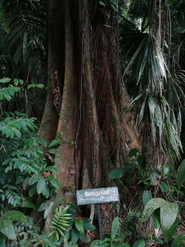 Pterocarpus officinalis - Whole tree