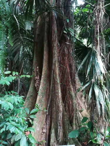 Pterocarpus officinalis - Leaves