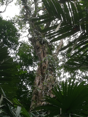 Pterocarpus officinalis - Leaves