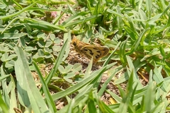 Hylephila fasciolata