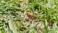 Hylephila fasciolata