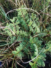 Chamaecrista nictitans aspera