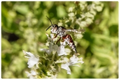 Neocoelioxys