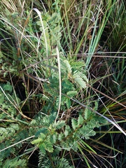 Chamaecrista nictitans aspera