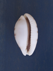 Talostolida pellucens