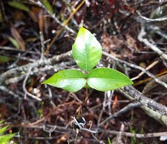Toxicodendron radicans image