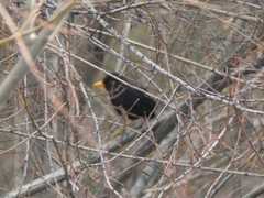 Turdus merula
