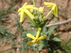 Lyperia tristis
