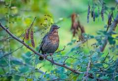Turdus merula aterrimus