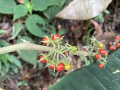 Solanum jamaicense