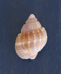 Nassarius conoidalis