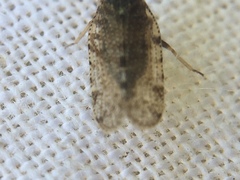 Tachycixius pilosus