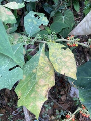 Solanum jamaicense