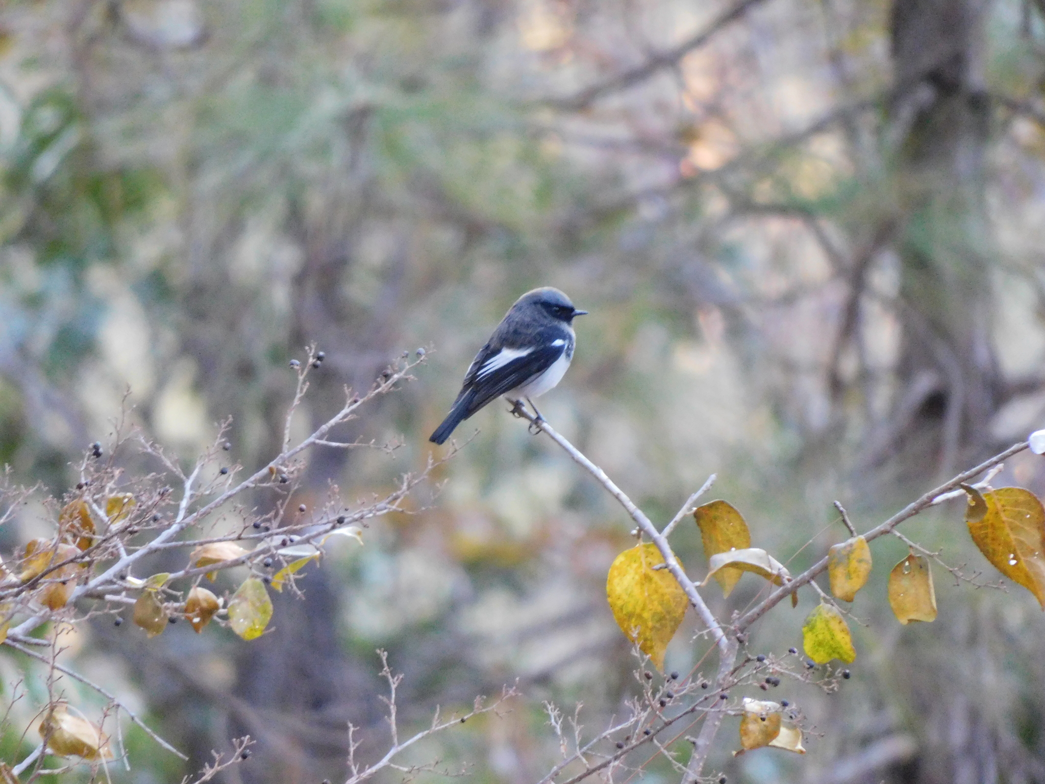 Blue-capped Redstart