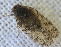 Tachycixius pilosus