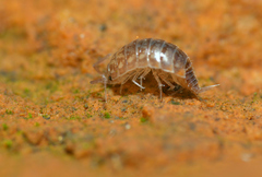 Chaetophiloscia cellaria